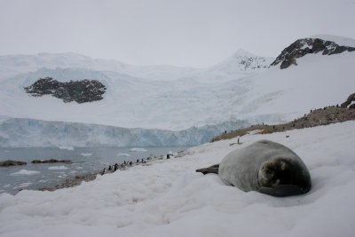 Weddell Seal OZ9W3066