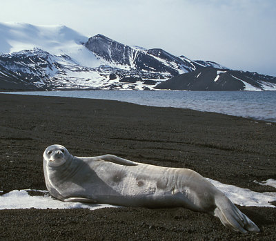 Weddell Seal on beach Antarctica