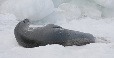 Weddell Seal OZ9W0569