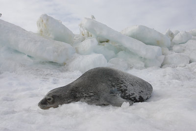 Weddell Seal OZ9W0616
