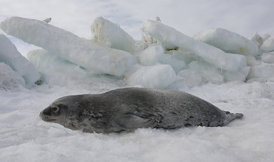 Weddell Seal OZ9W0617