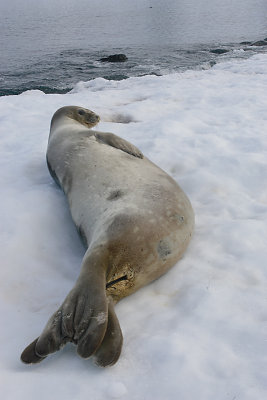 Weddell Seal OZ9W2126