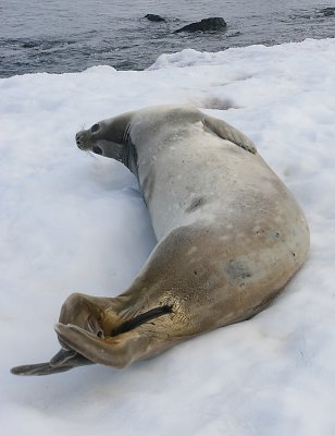 Weddell Seal OZ9W2128