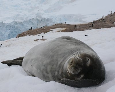 Weddell Seal OZ9W3081