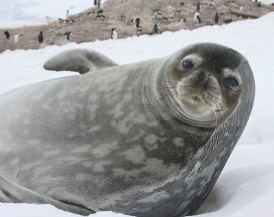 Weddell Seal OZ9W3124