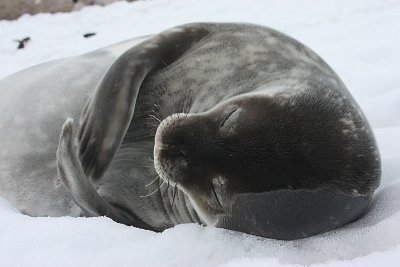 Weddell Seal OZ9W3142