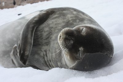 Weddell Seal OZ9W3147