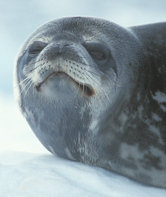 Weddell Seal immature