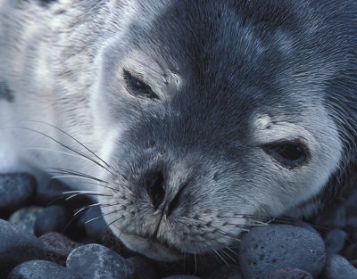 Weddell Seal immature