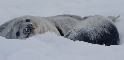 Weddell Seal female with pup OZ9W0722