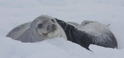 Weddell Seal female with pup OZ9W0723