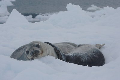 Weddell Seal female with pup OZ9W0724