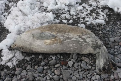 Weddell Seal juvenile with lanugo OZ9W0519