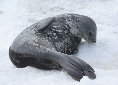 Weddell Seal OZ9W0593