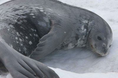 Weddell Seal OZ9W0600