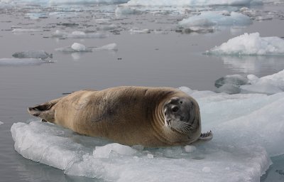 Bearded Seal OZ9W8552