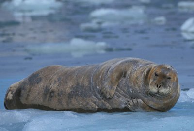Bearded Seal red 1