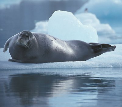 Bearded Seal grey 2