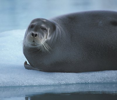 Bearded Seal grey 4