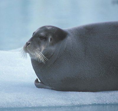 Bearded Seal grey 5