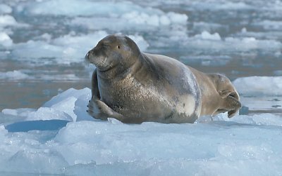 Bearded Seal Svalbard