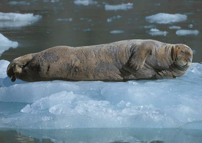 Bearded Seal red 2