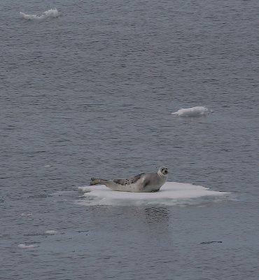 Harp Seal adult OZ9W0020