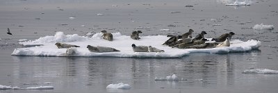 Harp Seal group on ice OZ9W9892