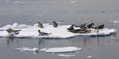 Harp Seal group on ice OZ9W9912