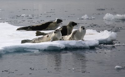 Harp Seal group on ice incl 2 adults OZ9W9935