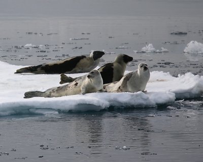 Harp Seal group on ice incl 2 adults OZ9W9936
