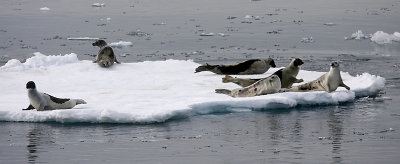 Harp Seal group on ice OZ9W9918