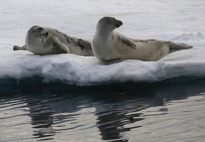 Harp Seals on ice immatures OZ9W9981
