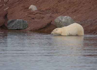 Polar Bear going in OZ9W1395