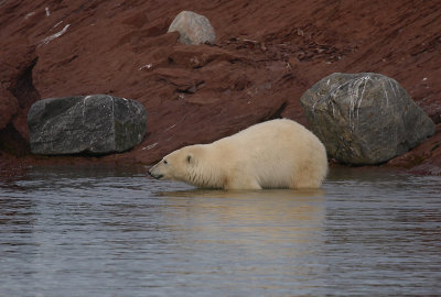 Polar Bear going for a swim