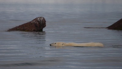 Polar Bear swimming OZ9W1401