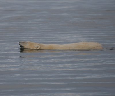 Polar Bear swimming OZ9W1402