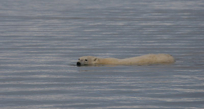 Polar Bear swimming OZ9W1404