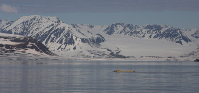Polar Bear swimming OZ9W1407