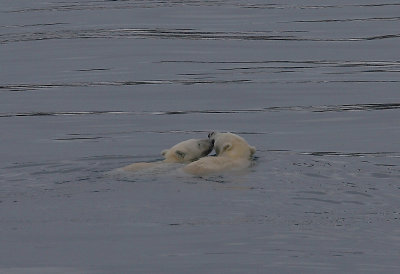 Polar Bear female and cub swimming OZ9W5641