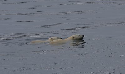 Polar Bear female and cub swimming OZ9W5643