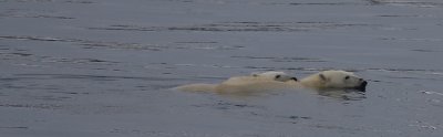 Polar Bear female and cub swimming OZ9W5646