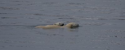 Polar Bear female and cub swimming OZ9W5647
