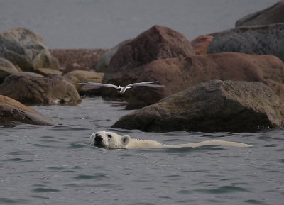 Polar Bear immature swimming with tern OZ9W5719