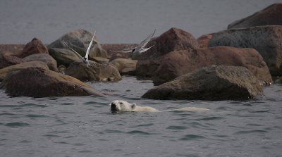 Polar Bear immature swimming with Arctic Terns