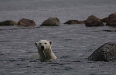 Polar Bear immature in water OZ9W5721