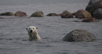 Polar Bear immature in water OZ9W5721a