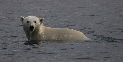 Polar Bear immature in water OZ9W5722