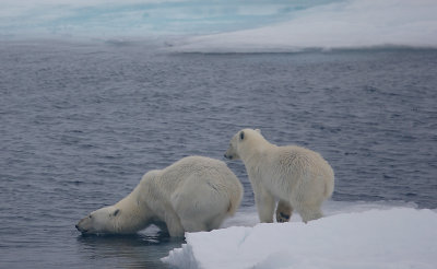 Polar Bear female with cub going in OZ9W7092