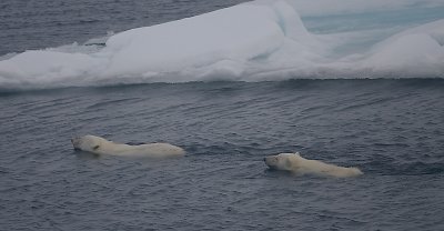 Polar Bear female with cub swimming OZ9W7103